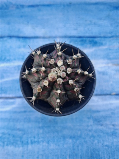 Gymnocalycium T-Rex Pink hybrid (Гимнокалициум T-rex)