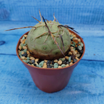 Tephrocactus Geometricus (Тефрокактус)
