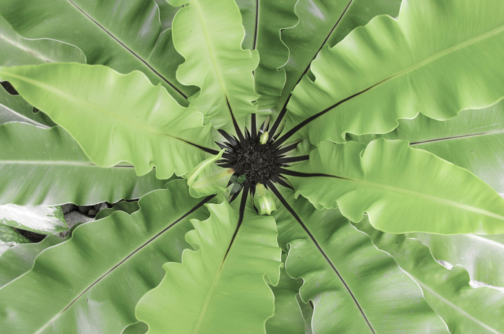 Дизайнерские обои Wall Street GreenDay