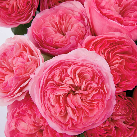 Мария Терезия — букет садовых ностальгических роз