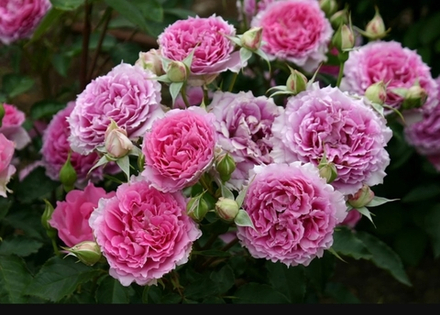 SHEHERAZAD (KIMTELLER) (Шахерезад)