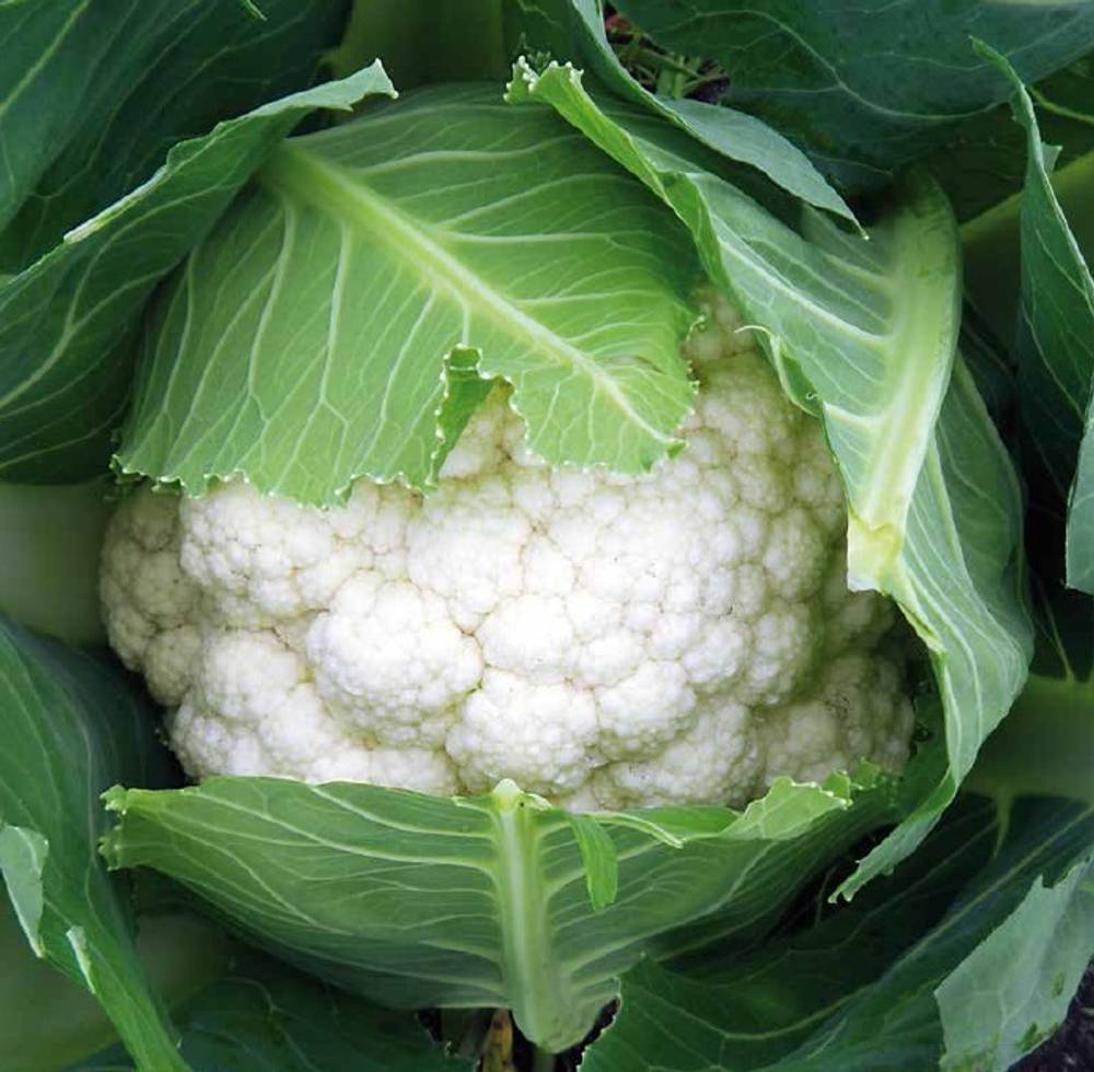 Абени F1 семена капусты цветной (Seminis / Семинис)