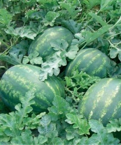 Колосео F1 семена арбуза (Seminis / Семинис)