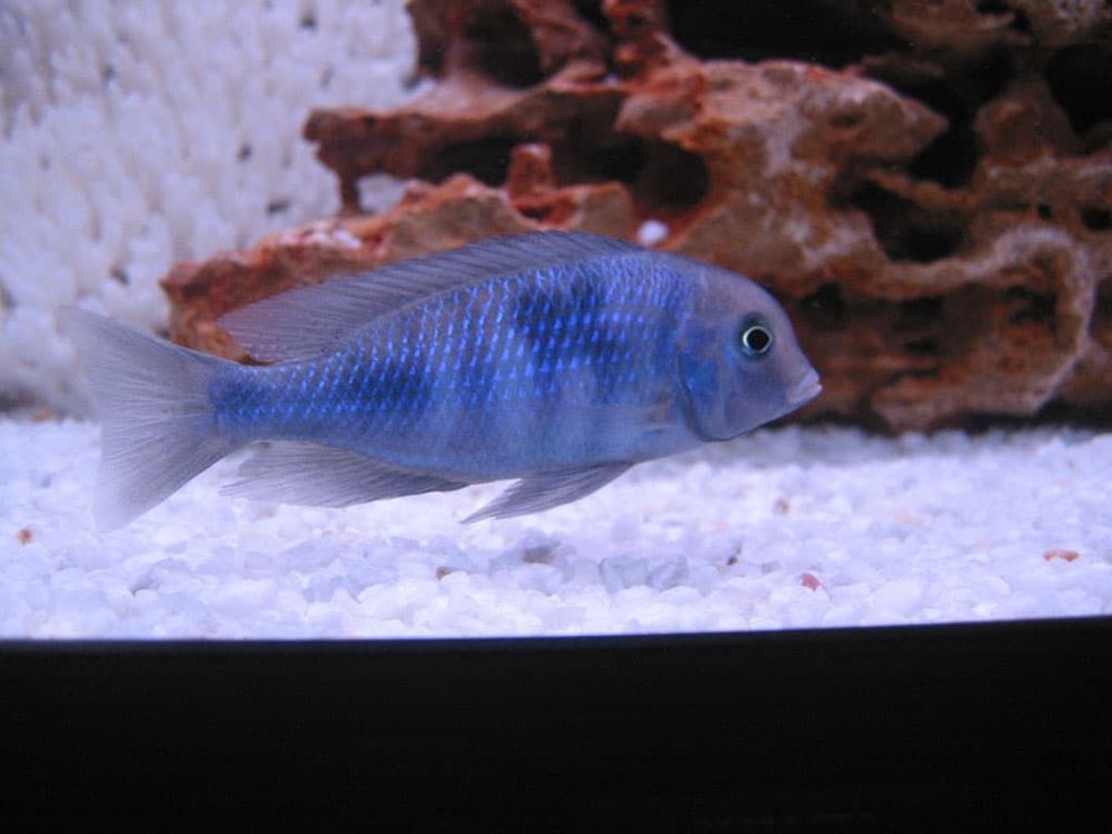 Дельфин гоубой (2077), Cyrtocara moori Дельфин гоубой (2077), Cyrtocara moori