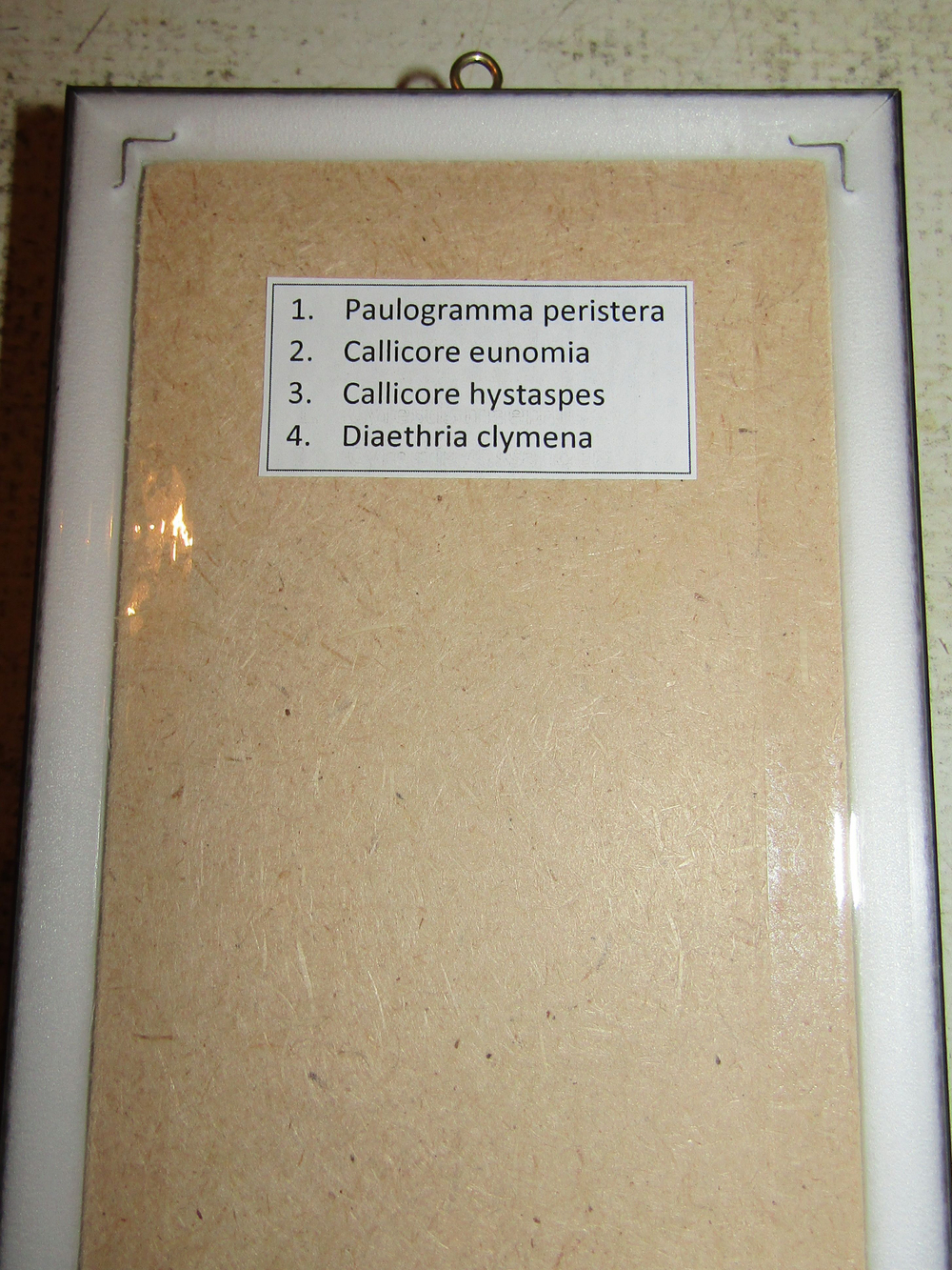 Бабочки Нимфалиды рода Callicore в рамке