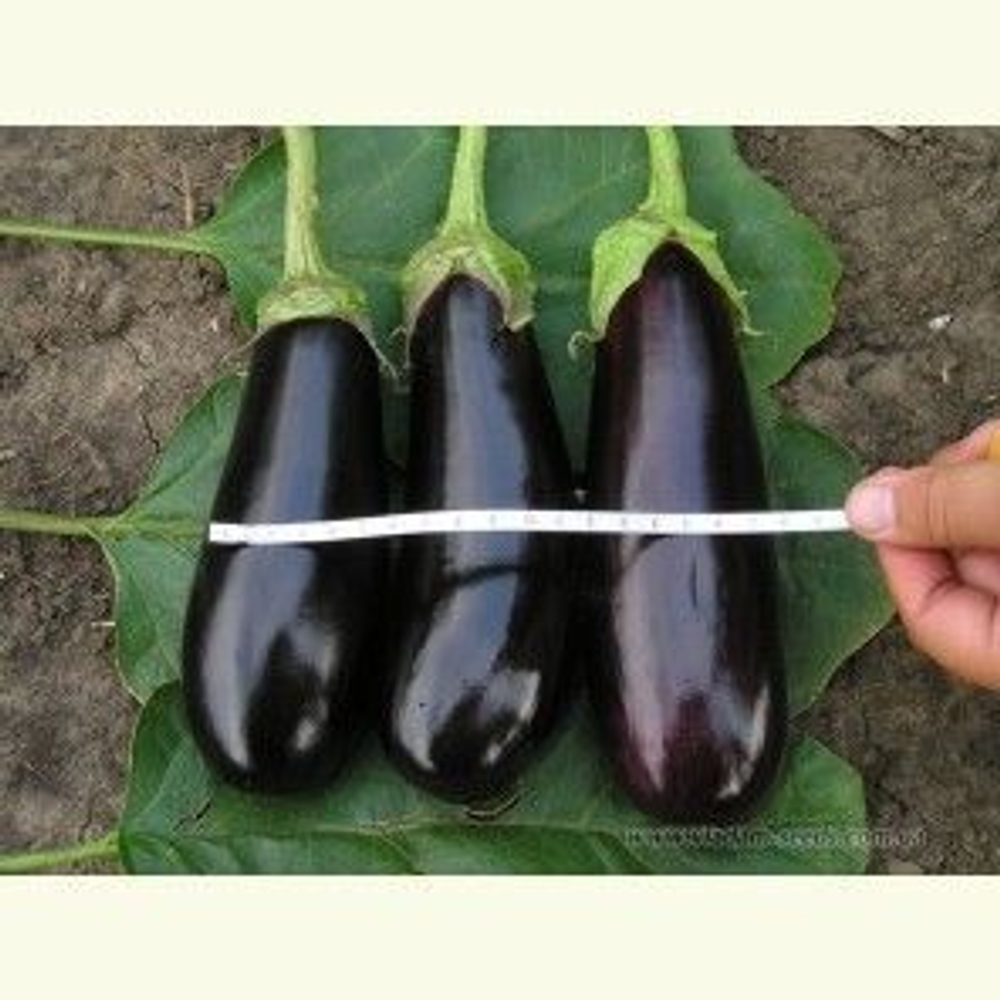 Фабина F1 семена баклажана (Clause / Клос)