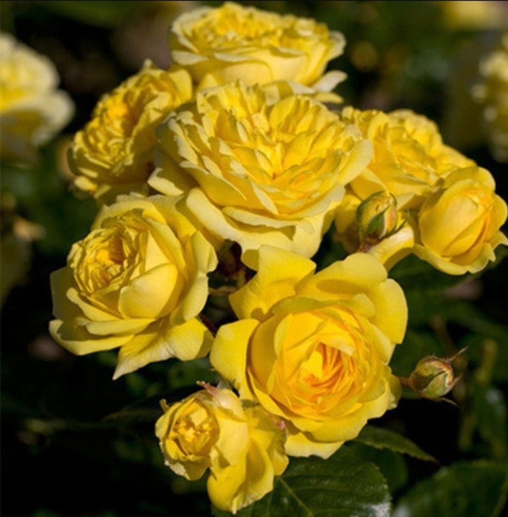 Sommergold (Соммерголд)
