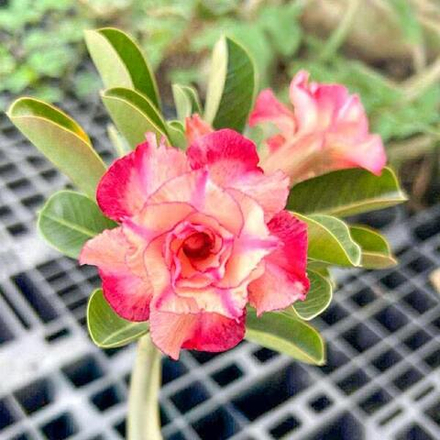 Адениум WALIRAK