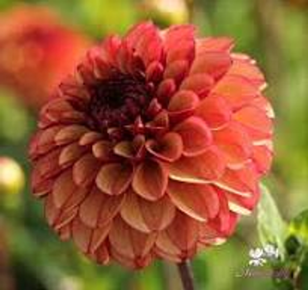 Георгин Хиз Фиделити (High Fidelity)