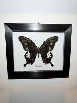 Бабочка Papilio iswara в рамке