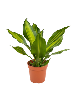 Драцена узколистная Golden Heart д.9