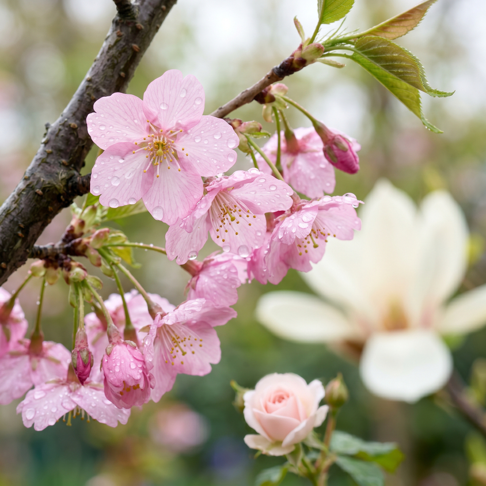 Отдушка CS - Японское Вишневое Цветение (Japanese Cherry Blossom)
