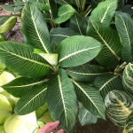 Аглаонема SERM BARAMEE