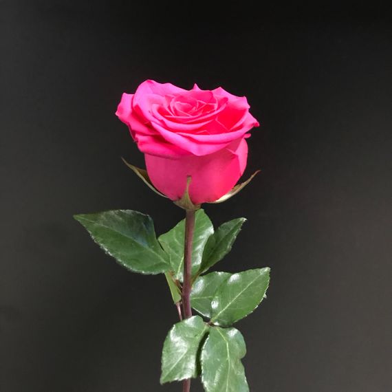 Роза сорт V. I. Pink, плантация Tessa