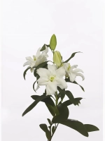 Лилия махровая Бонасера (восточный гибрид)