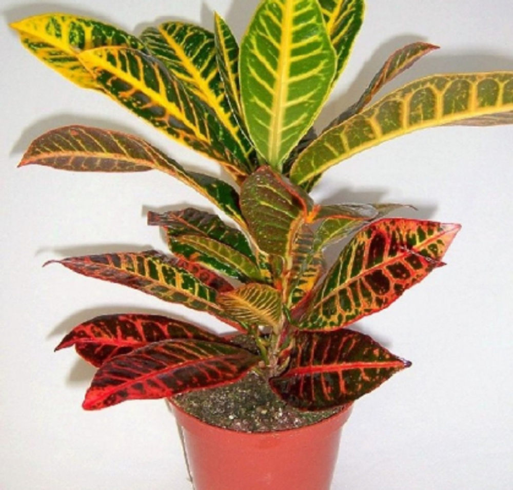 Кодиеум Orangery codiaeum var. Petra 30/100