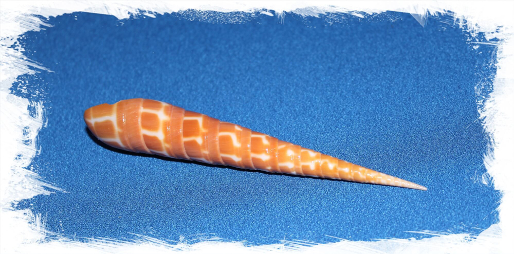 Ракушка Теребра Димидиата (Oxymeris dimidiata)