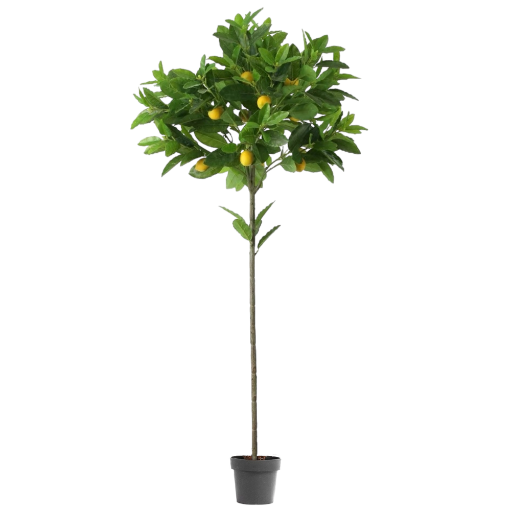 Лимонное дерево с плодами на штамбе 170 см