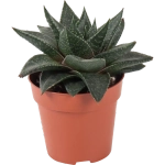 Хавортия Алоэ