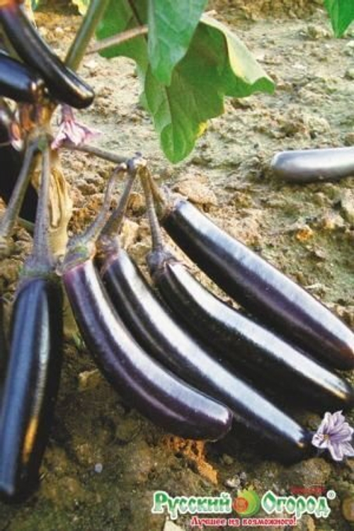 Баклажан Король севера F1