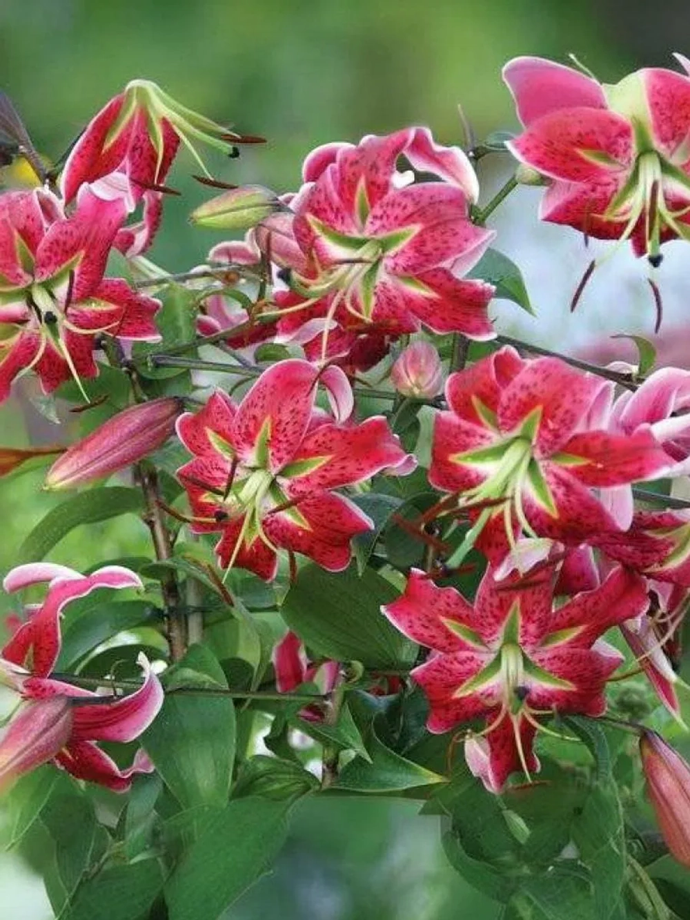 Лилия Блэк Бьюти (ОТ- гибрид)