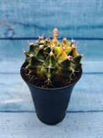 Gymnocalycium Variegata (Гимнокалициум Вариегатный)