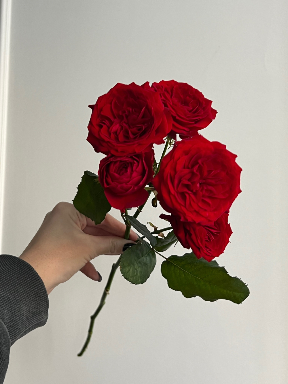 Пионовидная кустовая роза в красном оттенке