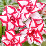 Адениум FERRARI