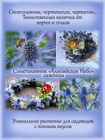 Синеголовник Альпийское небо чертополох