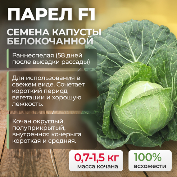 ПАРЕЛ F1 семена капусты белокочанной (Bejo) культура – фото 1