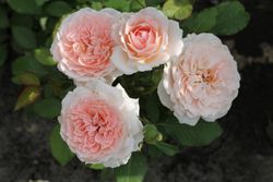 Клара'c Чойс (Clara's Choice)