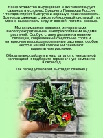 Живучка Спарклер Бенгальский огонь аюга многолетник