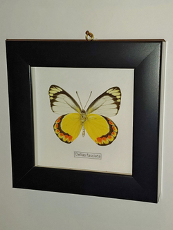 Бабочка Delias fasciata в рамке