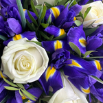 Цветы живые букет из ирисов и белых роз в упаковке с лентой