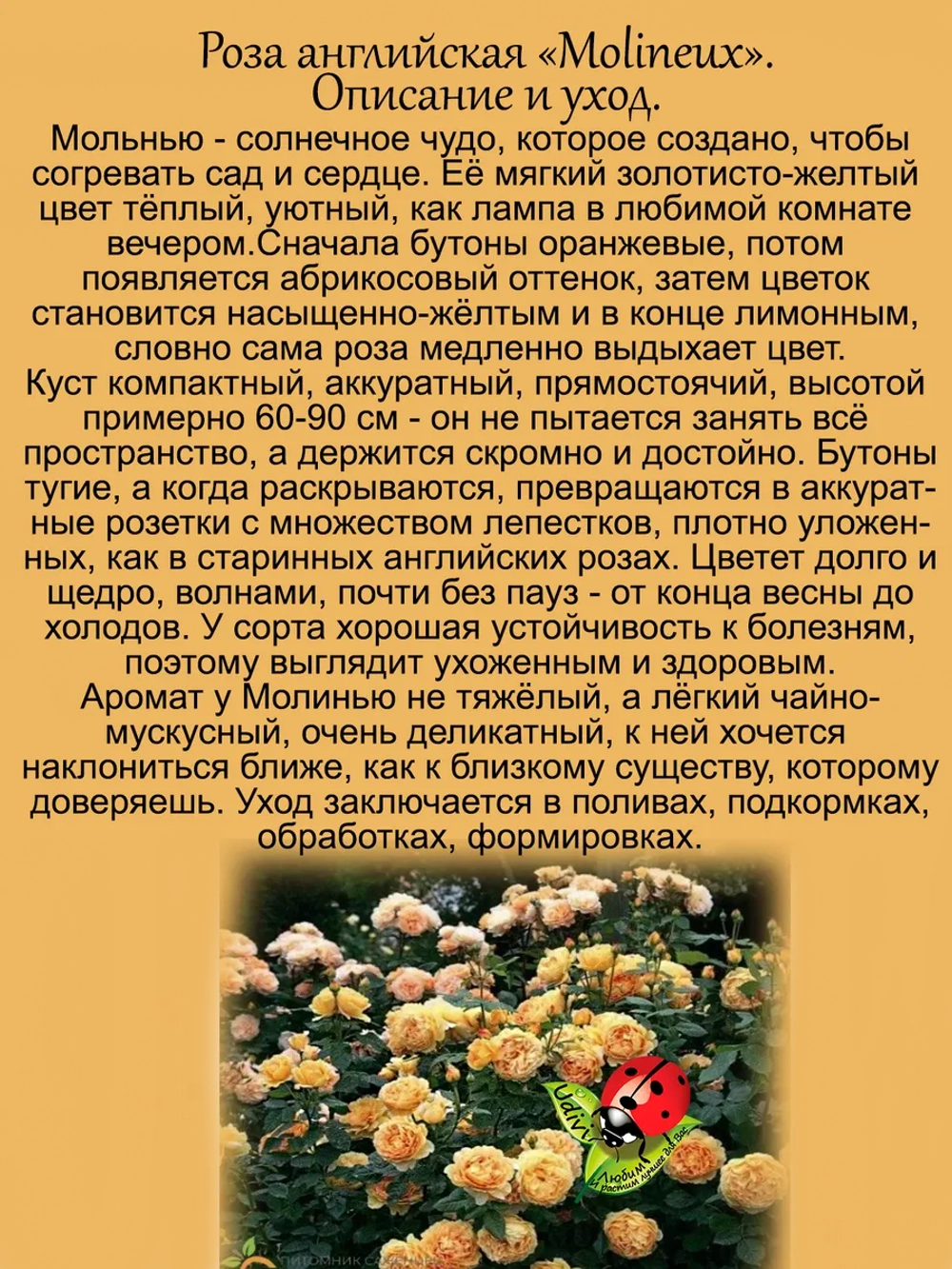 Роза Молинью английская жёлтая