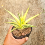 Сансевиерия GRACILIMA