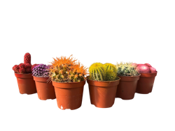 Кактус цветной д. 5,5