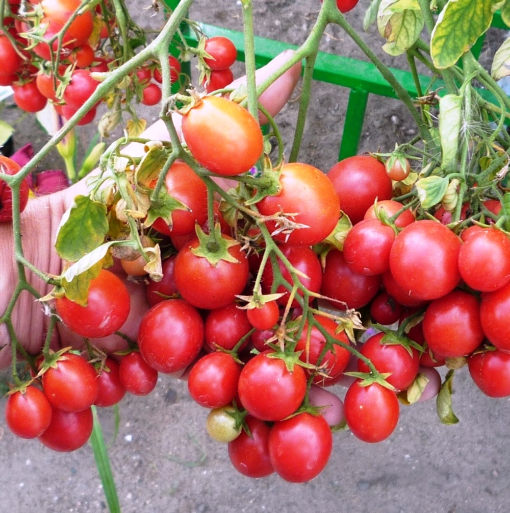 Помидоры для подвесных корзин, ампельные — Garden Pearl