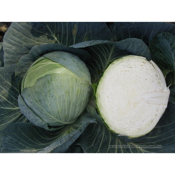 Центурион F1 семена капусты белокочанной (Clause / Клос) – фото 2