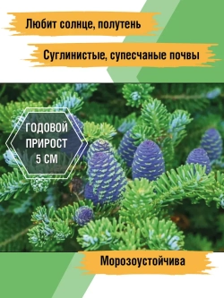 Саженец Пихта корейская