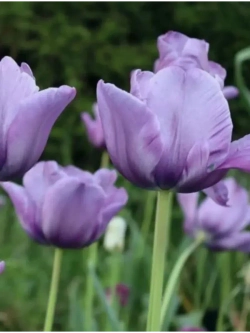 Тюльпаны Blue Parrot 4 шт, набор луковиц