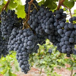 Темпранильо (Tempranillo) - красный сорт винограда