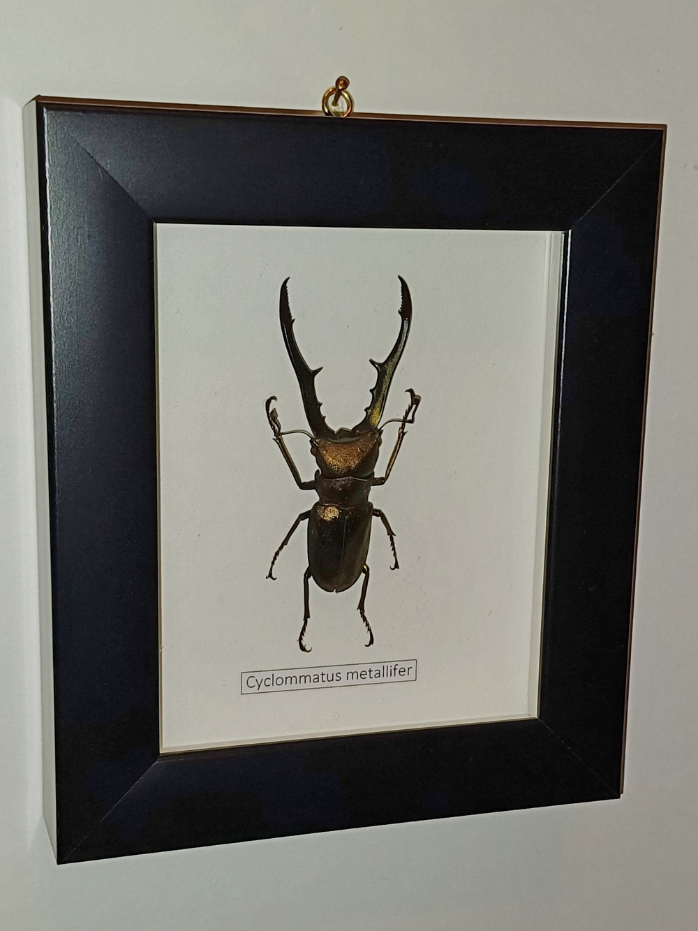 Жук Cyclommatus metallifer в рамке