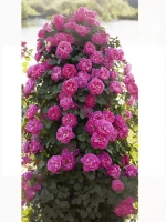 Роза плетистая Аллегро