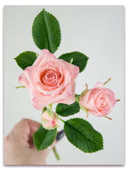 Лепестки спрей розы