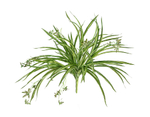 Хлорофитум бело-зелёный куст с ростками в-45 см, д-60 см (Sensitive Botanic) 12/96 20.1192N