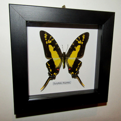 Бабочка Eurytides thyastes в рамке