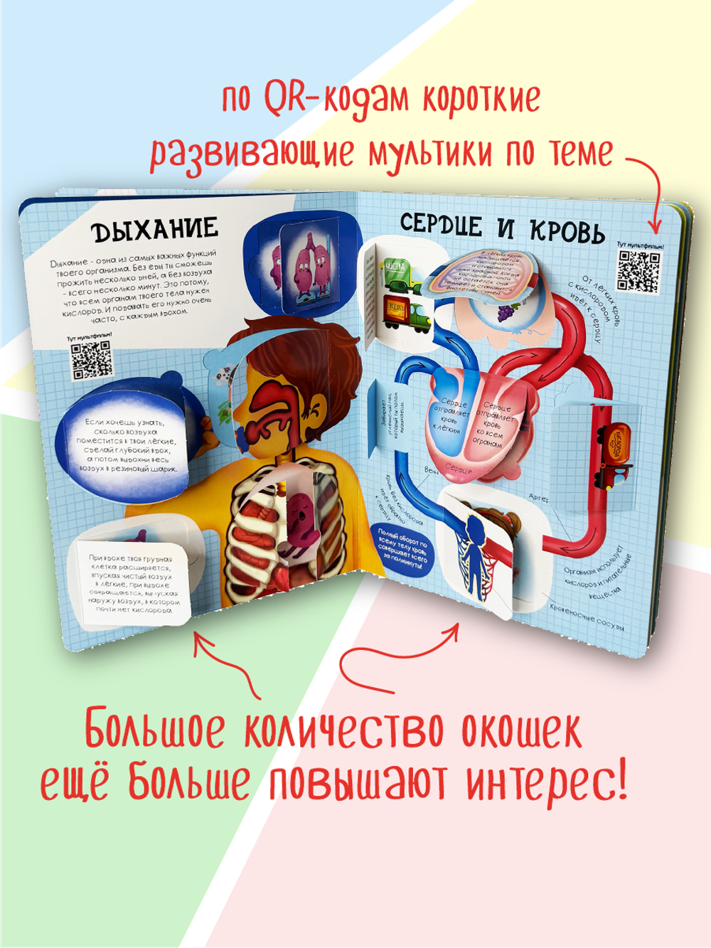 Энциклопедия с окошками (ЦК) Как устроено твое тело