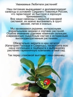 Рододендрон Антон Чехов морозостойкий