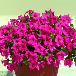 Петуния полуампельная Нивола Дип Роуз F1 (50др) Витагрин Профи